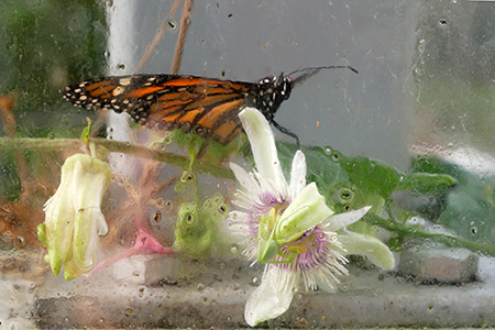 Monarchfalter auf Passionsblüte