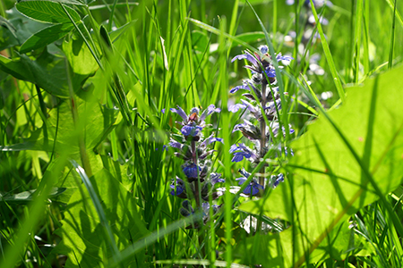 Wiese mit Braunelle
