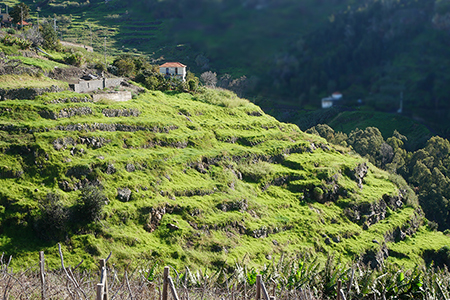 Terrasse bei Calheta, Madeira