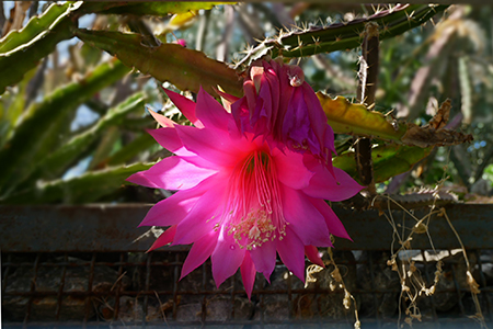 Pinke Kaktusblüte