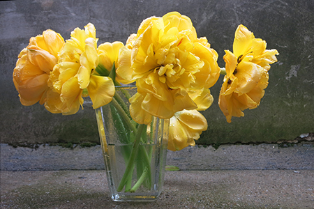 Gelbe Tulpen