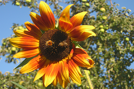 Sonnenblume